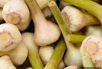 Springtime Favorite: Fresh Green Garlic Recipes and Uses
