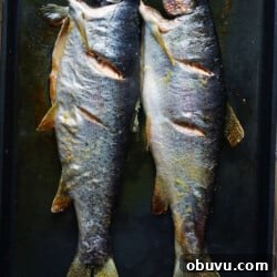 Perfectly Baked Rainbow Trout: Simple Oven Recipe for Flaky Fish 3 How to Bake Rainbow trout