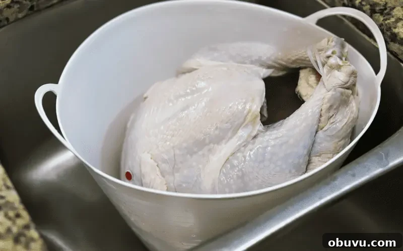 What’s the Plastic Tag in Your Turkey and Why It’s There 2 an uncooked turkey with hock lock on the legsbrining in a bucket in the kitchen sink.