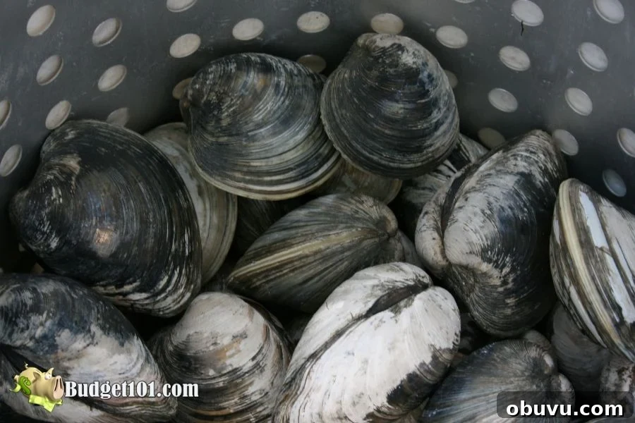 clams seafood clams-seafood