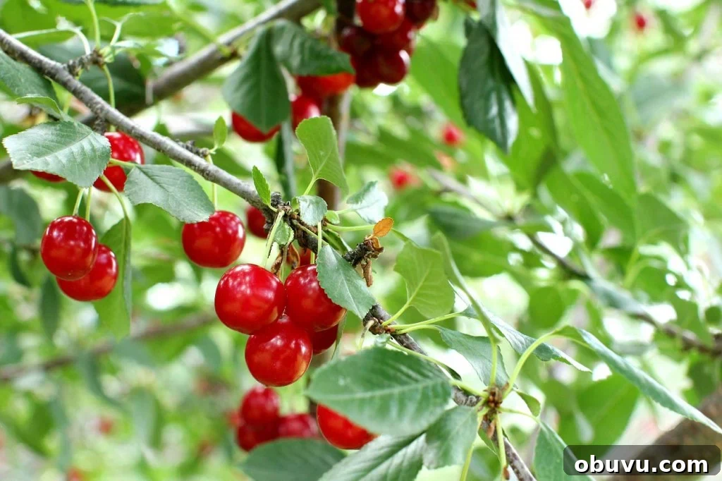 Evans cherry pie, cherries on tree