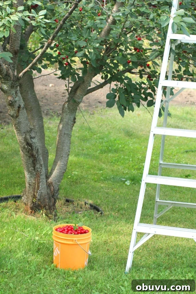 ladder and pail of Evans cherries by tree